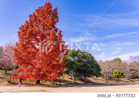 三重県菰野町 晩秋の三重県民の森で赤いフウの木の写真を撮る女性 三重県菰野町 晩秋の三重県民の森で赤いフウの木の写真を撮る女性 80777532