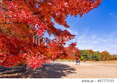 三重県菰野町 晩秋の三重県民の森の赤いフウの木 三重県菰野町 晩秋の三重県民の森の赤いフウの木 80777533