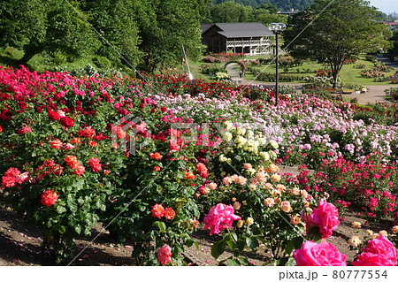 満開のバラ 薔薇 ばら 東沢バラ公園 満開のバラ 薔薇 ばら 東沢バラ公園 80777554