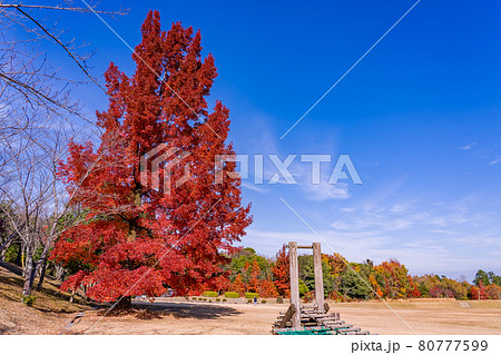 三重県菰野町 晩秋の三重県民の森の赤いフウの木と遊具 三重県菰野町 晩秋の三重県民の森の赤いフウの木と遊具 80777599