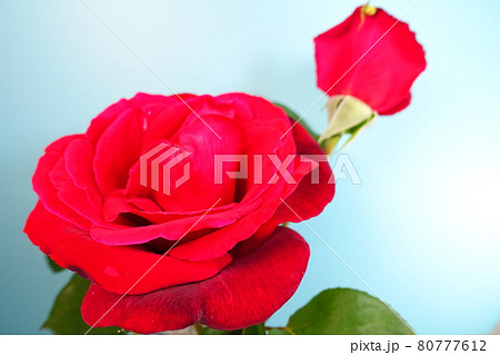 満開のバラ 薔薇 ばら 満開のバラ 薔薇 ばら 80777612