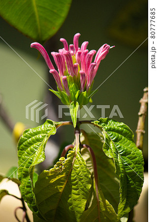 サンゴバナ 珊瑚花 ウスロサンゴバナ 学名 Justicia Carnea ブラジル原産 栽培地はの写真素材