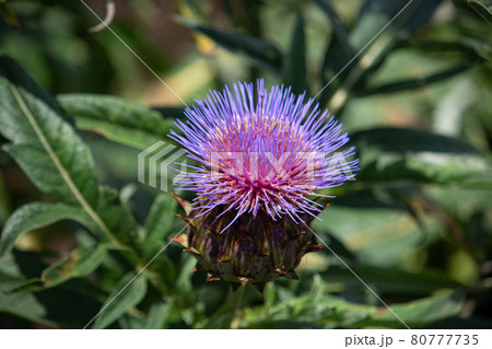 カルドン 英語 Cardoon 学名 Cynara Cardunculus 夏撮影 日本の写真素材