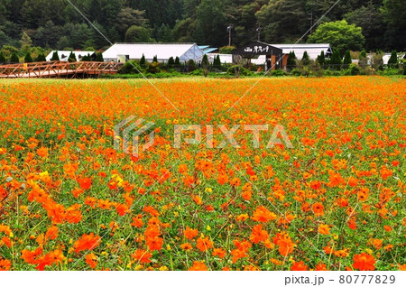 山中湖花の都公園　キバナコスモスの花畑と清流の里第1ゲート 80777829