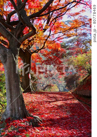 秋の蛇の鼻遊楽園（福島県・本宮市） 80778469