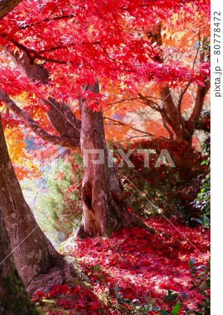 秋の蛇の鼻遊楽園（福島県・本宮市） 80778472