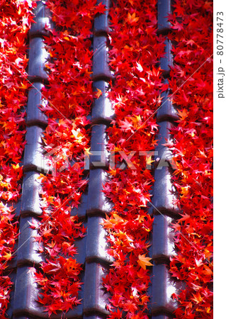 秋の蛇の鼻遊楽園（福島県・本宮市） 80778473