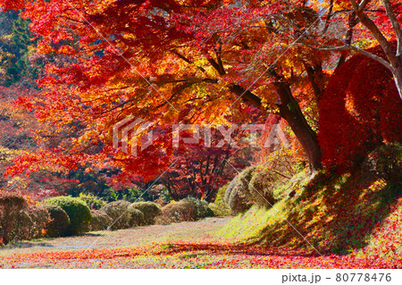 秋の蛇の鼻遊楽園(福島県・本宮市) 秋の蛇の鼻遊楽園(福島県・本宮市) 80778476