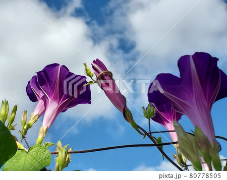 夏の朝、朝顔の蕾に巻き付く弦 80778505