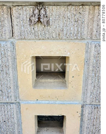 塀と同化する大きなエビガラスズメ 80778506