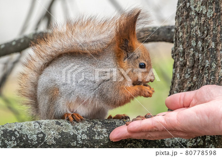 A squirrel in the spring or autumn eats nuts from a human hand. Eurasian red squirrel, Sciurus vulgaris 80778598