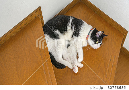 階段で寝る猫 階段で寝る猫 80778686