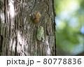 早朝に羽化したばかりの蝉 80778836