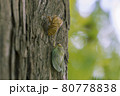 早朝に羽化したばかりの蝉 80778838