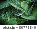 新緑とクモの糸と水滴 80778840