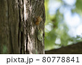 早朝に羽化したばかりの蝉 80778841