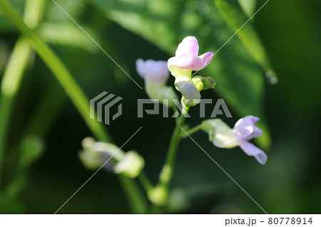 小さくてかわいい、インゲンマメの花 小さくてかわいい、インゲンマメの花 80778914