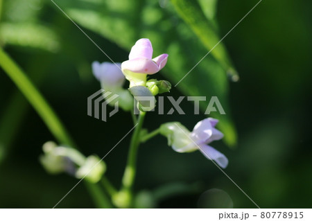 小さくてかわいい、インゲンマメの花 小さくてかわいい、インゲンマメの花 80778915
