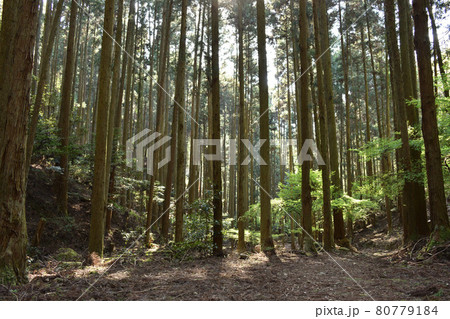 日が射して光のこもる杉林 80779184