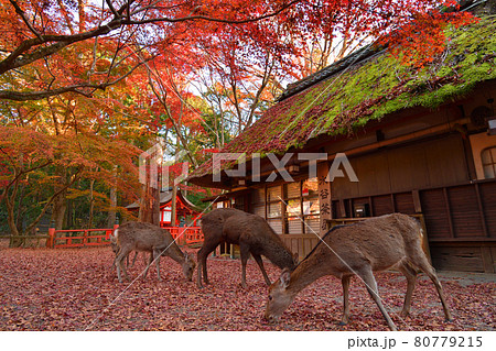 紅葉時期の奈良公園の茶屋と鹿 80779215