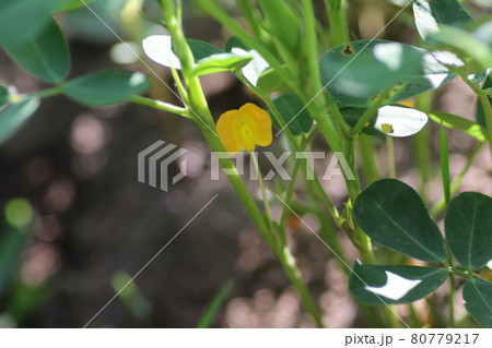 夏に咲く、黄色い落花生の花 80779217