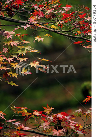背景素材としての秋の紅葉の景色 80779334
