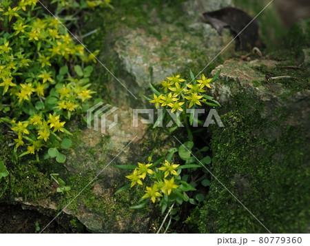 黄色い小花 槇尾山 五月 の写真素材