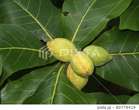 Fresh Tropical almond fruit with leaves. 80779419