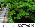 哲学の道と新緑 80779619