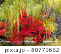 紅葉と柳の木 80779662