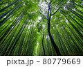 竹林の小道 80779669