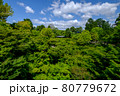 東福寺の新緑 80779672