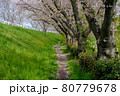 桜の下の小道 80779678