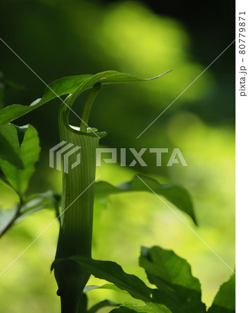 槇尾山の植物 槇尾山の植物 80779871
