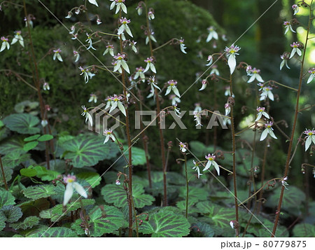 槇尾山に咲くユキノシタ　 80779875