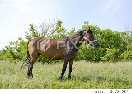 Beautiful wild brown horse stallion on summer flower meadow Beautiful wild brown horse stallion on summer flower meadow 80780004