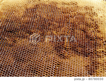 Abstract hexagon structure is honeycomb from bee hive Abstract hexagon structure is honeycomb from bee hive 80780030