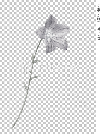 Kikyo blooming in the field [ink painting style watercolor] Kikyo flower material monotone white background 80780666