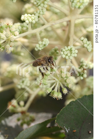 真夏、タラノキの白い花にやってきた、ニホンミツバチ 80781151