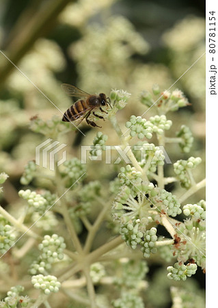 真夏、タラノキの白い花にやってきた、ニホンミツバチ 80781154