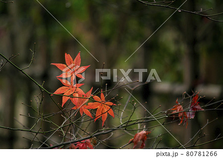 静かな日本庭園の楓の紅葉のクローズアップ写真 80781266