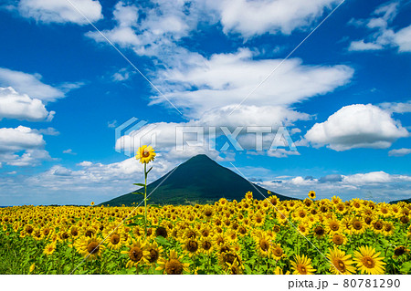 ひまわり畑と開聞岳：鹿児島県指宿市にある開聞岳は薩摩富士と呼ばれている 80781290