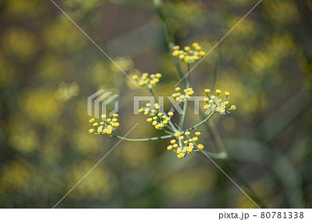 ウイキョウ（茴香、学名: Foeniculum vulgare）別名：フェンネル、Fennel、日 80781338
