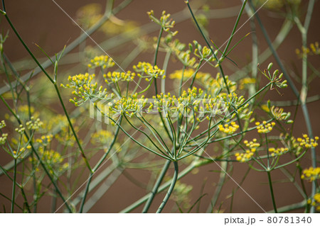 ウイキョウ 茴香 学名 Foeniculum Vulgare 別名 フェンネル Fennel 日の写真素材