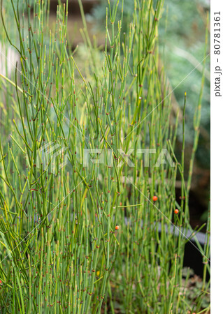 マオウ 学名:Ephedra sp. 生薬名 マオウ(麻黄) 生薬原料、東京、日本、夏、赤い実がなっ マオウ 学名:Ephedra sp. 生薬名 マオウ(麻黄) 生薬原料、東京、日本、夏、赤い実がなっ 80781361