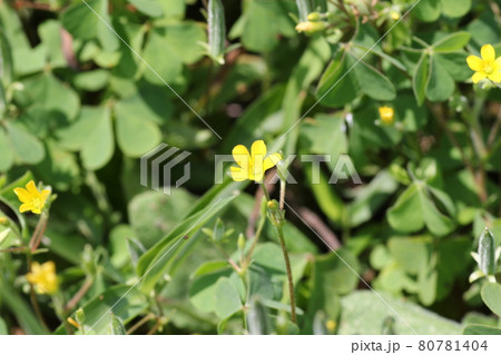 野原で咲く、小さな黄色い、カタバミの花 80781404