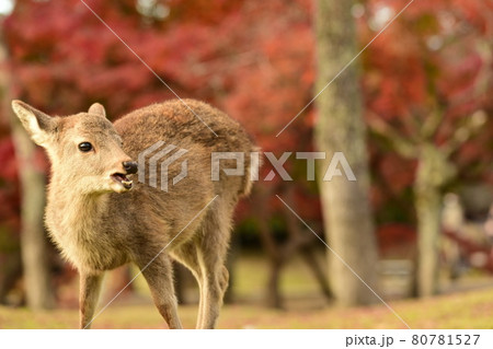 奈良公園と紅葉と迷子 80781527