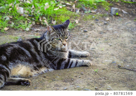 公園に住んでいる猫（キジトラ） 80781569