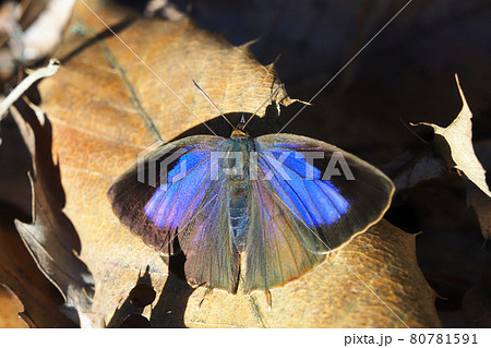 ムラサキツバメ(メス) ムラサキツバメ(メス) 80781591