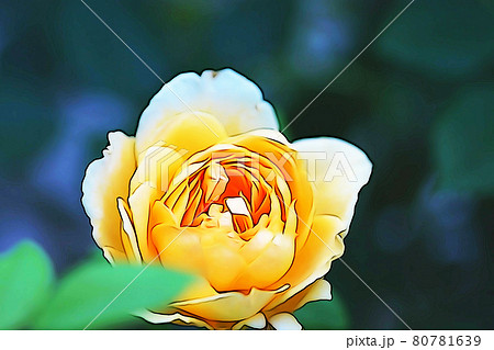 パステル調 バラの花 イラストイメージのイラスト素材